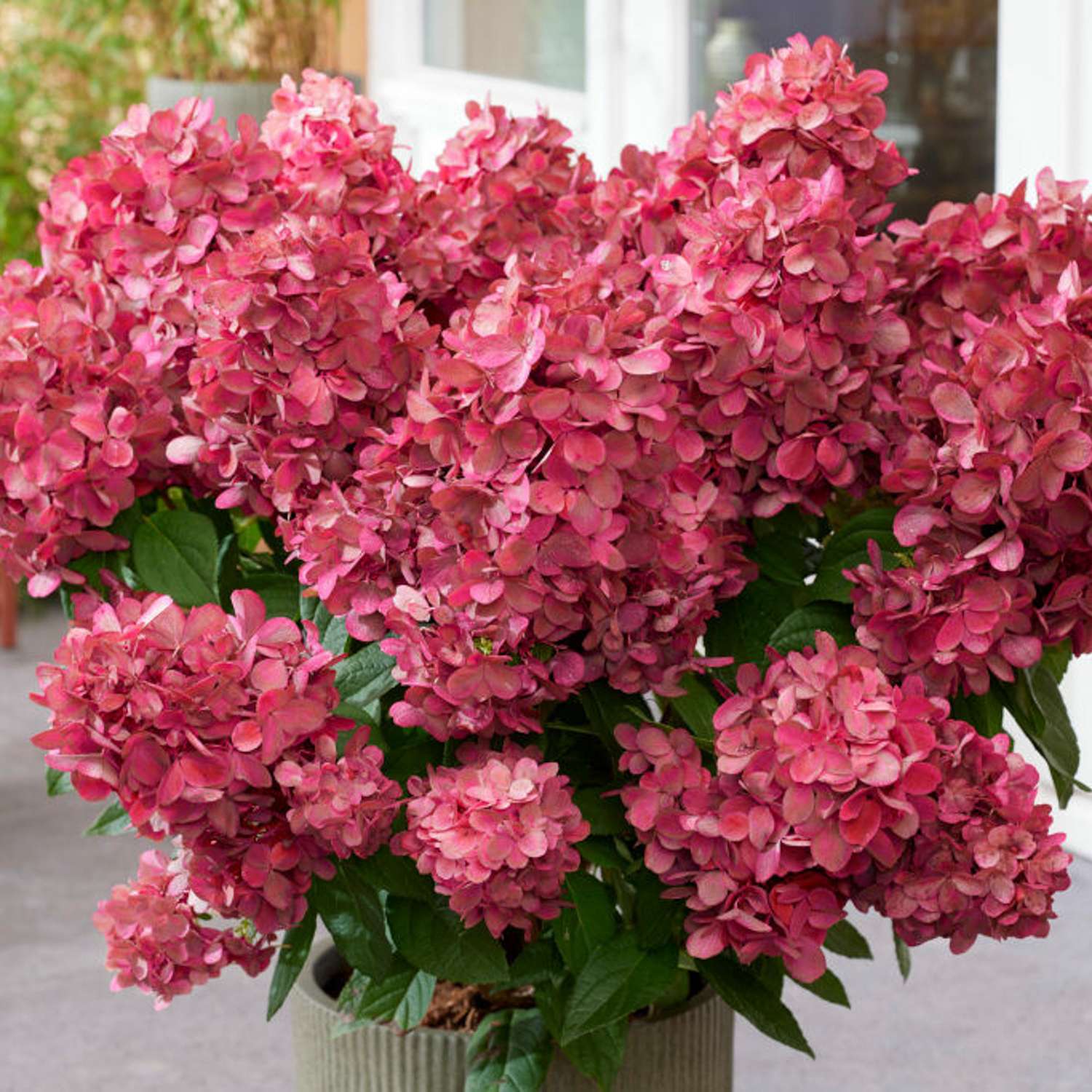 Hortensie 'Bonfire'